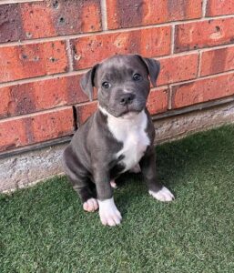 SUGAR / MALE